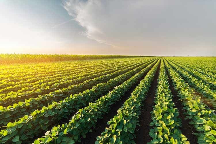 Campo de cultivo sembrado en hileras rectas que se pierden en el horizonte, iluminado por el sol bajo de la tarde.